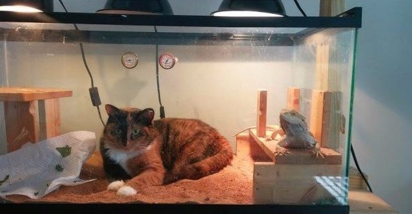 Прикольные животные