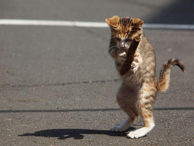 Коты из сети
