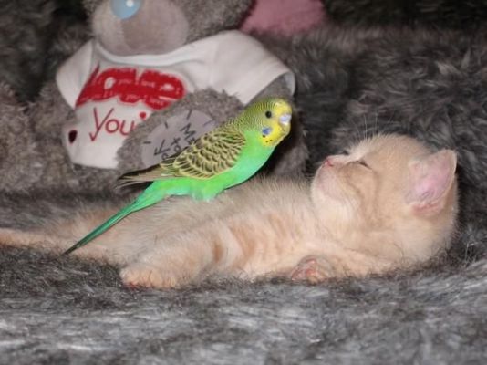 Самые смешные животные