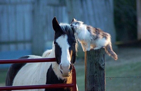 Котовторник 06.12.2016