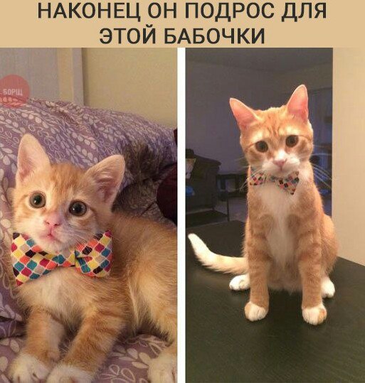 Коты из сети