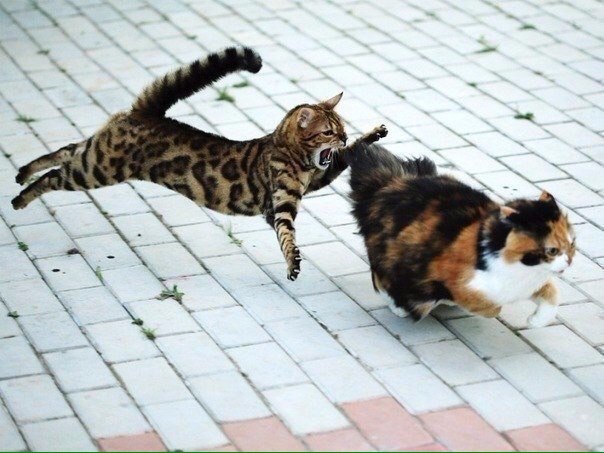 Коты из сети
