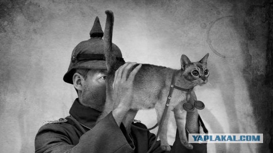 Картинки по запросу электрокот мем