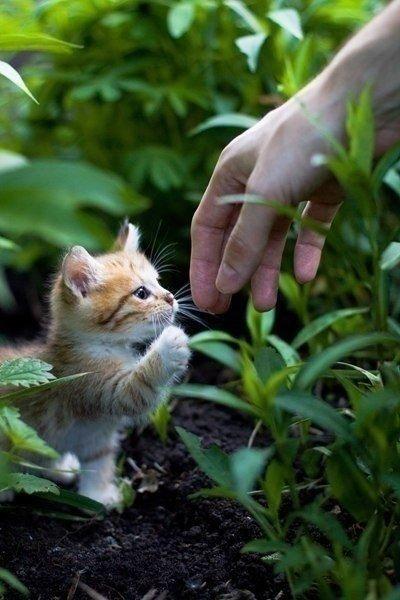 Коты и Кошки