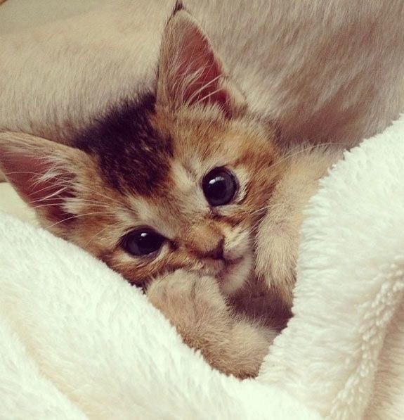 Коты и Кошки