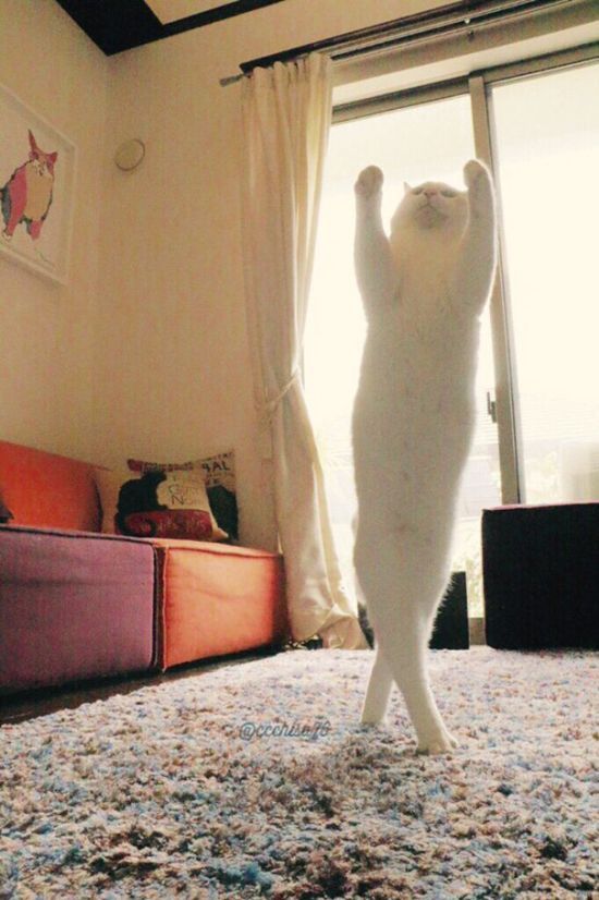Коты и Кошки