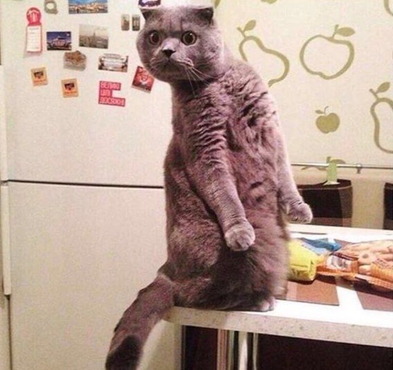 Коты и Кошки