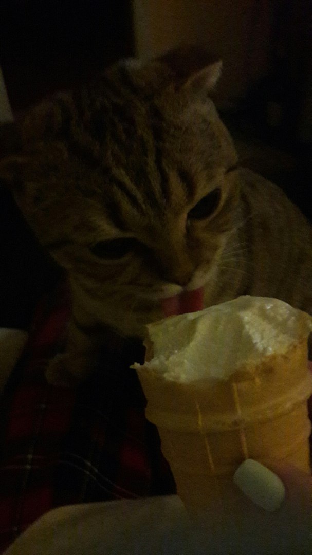 Котовторник 9.01.2018