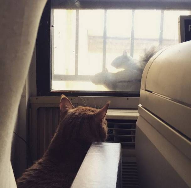 Прикольных котов пост