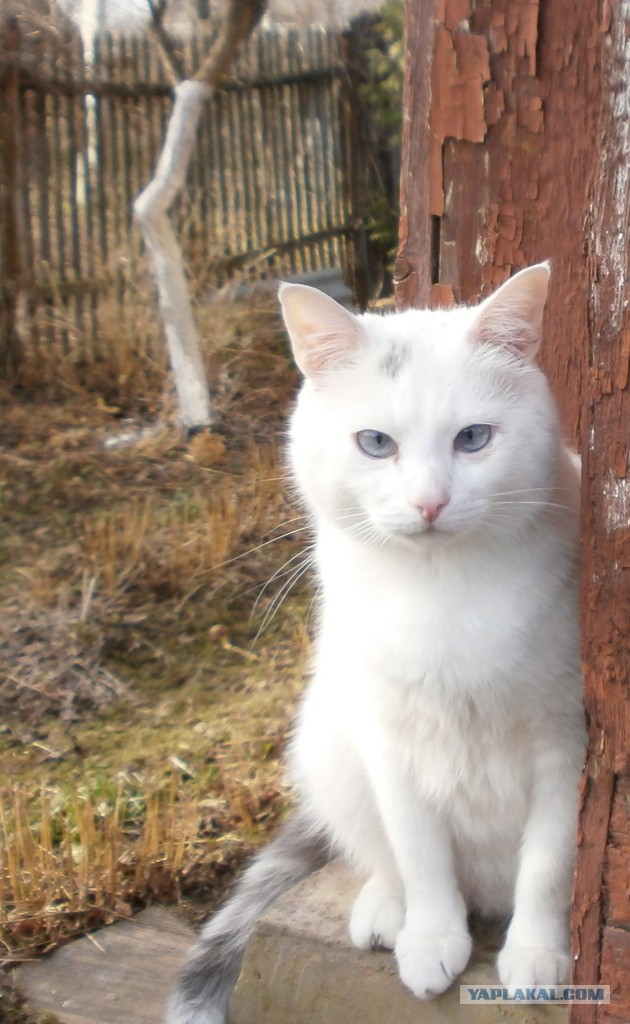 Котовторник 24.04.2018