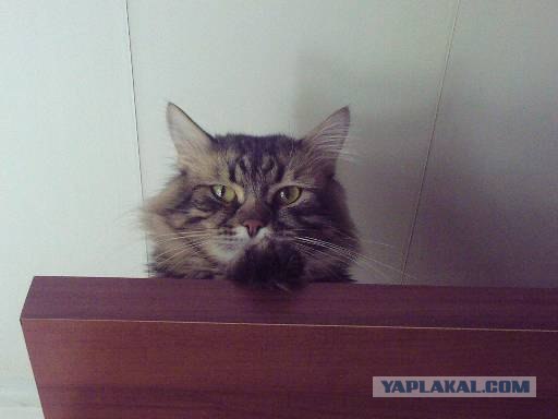 Котовторник на ЯПлакалъ!