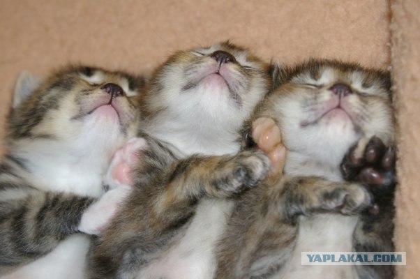Котовторник на ЯПлакалъ 08.07.2008
