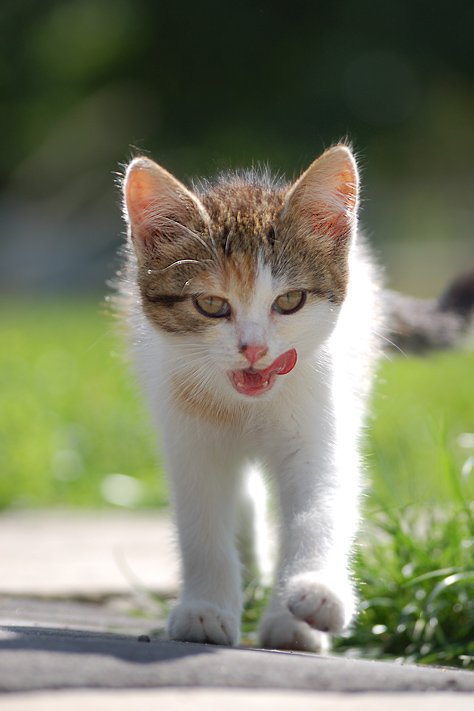 Уррааа! Котовторник на ЯПлакалъ!