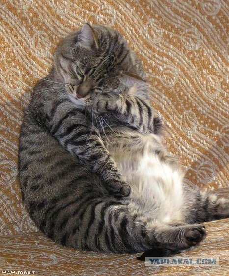 Кошак в шоке