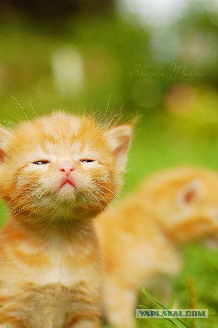 Котовторник на вторник, Котовторник