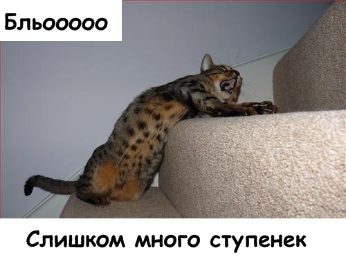 Lolcats - котовторник 33 лолокота!