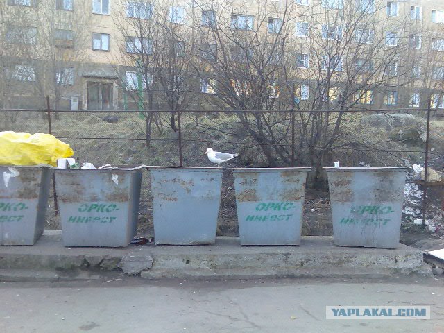 Жаль птицу