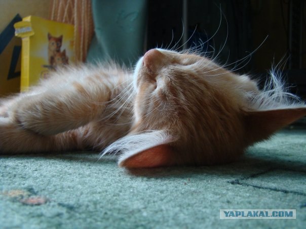 Котовторник