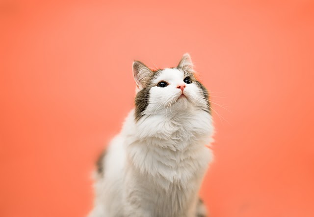 Котовторник на 6 июля