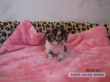 Котейкин вторник! Космический 12.04!