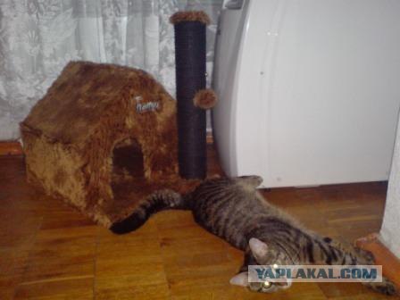 Состоятельный котовторник