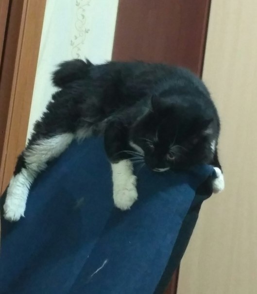 19 шикарных кошек, которые стоят целое состояние