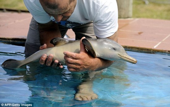 Спасение дельфиненка