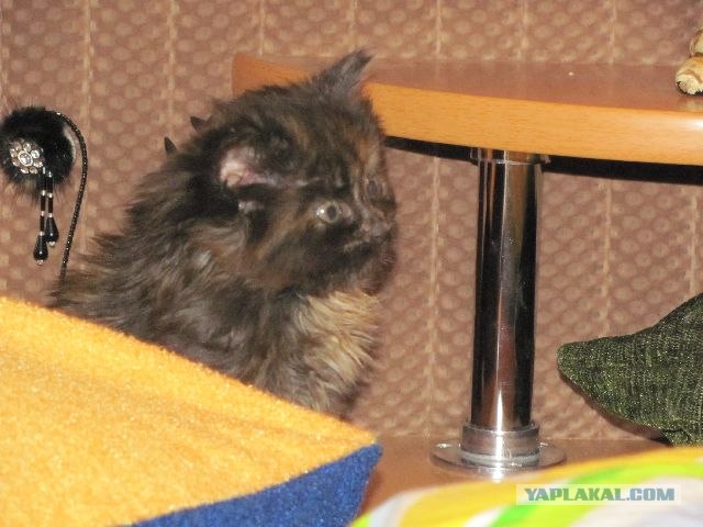 Котовторник 1.11.11