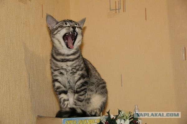 Котовторник 20.12.2011