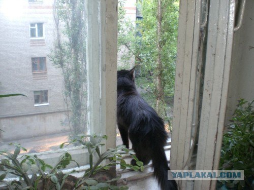 Котовторник (14.02.2012)