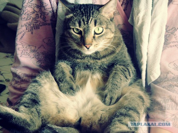 Котовторник   5.06.2012