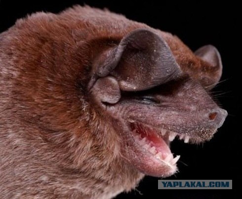 Маленький бетмен