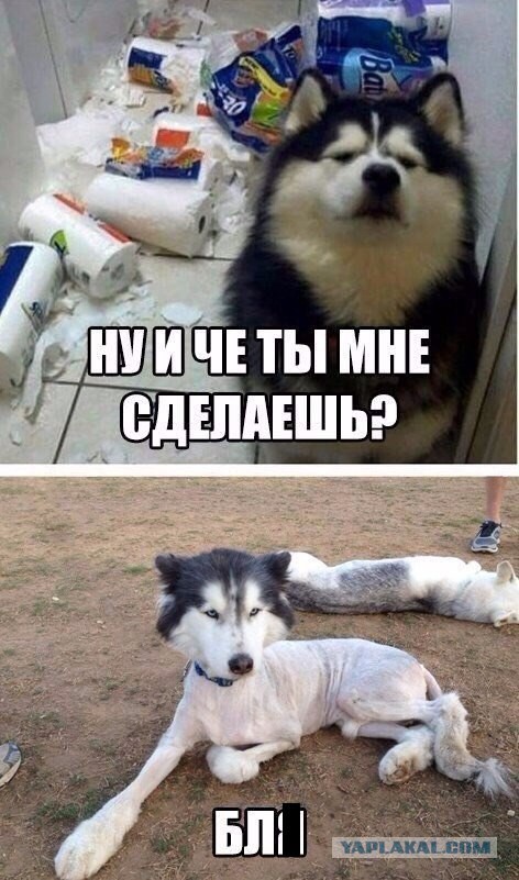 Пушистый видно давно по ушам не получал