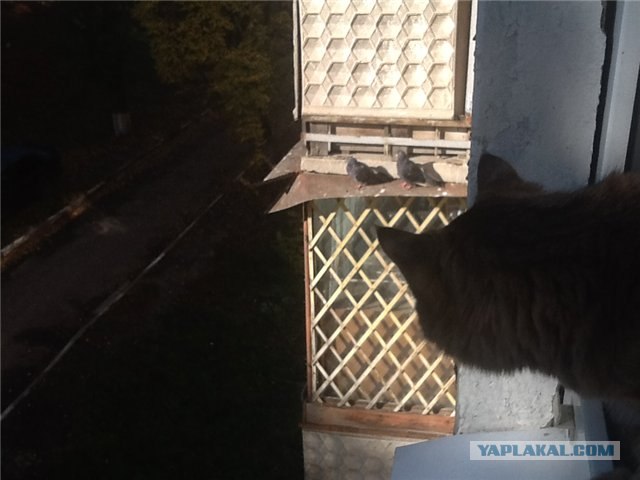 Котовторник ( 23.10. 2012. )