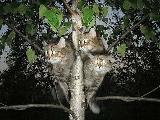 Забавные картинки с котами из сети