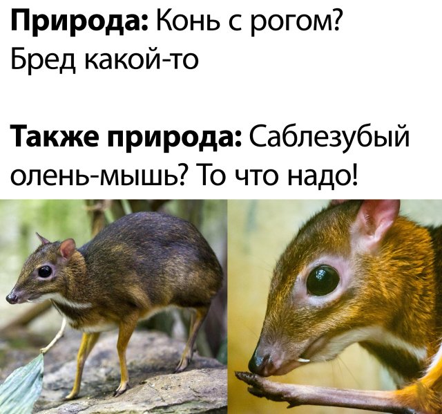 Дурацкие картинки