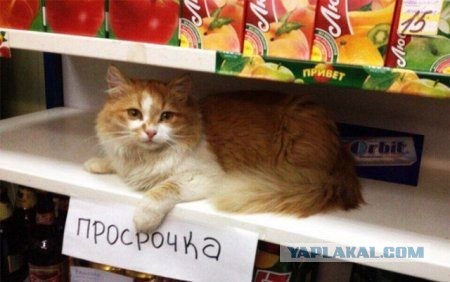 Картинки с надписями фразы  и анекдоты 16.11.20