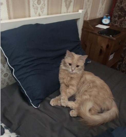 В постели с котом