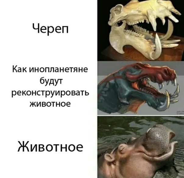 Опабиния: Отголоски кембрийского взрыва. Древнее животное шизофренической наружности