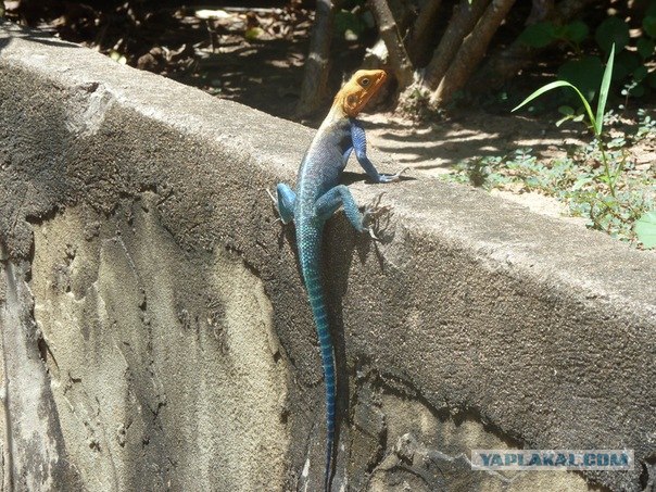 AFRICA - (Эфиопия,Кения,Танзация) 4-16 ноября 2011