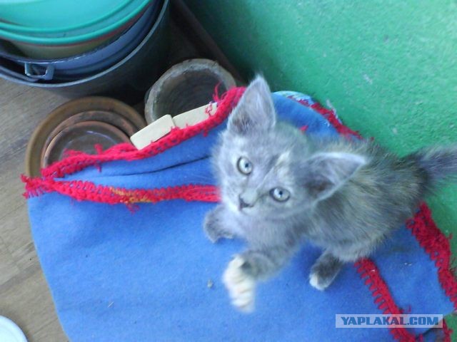 Котовторник  19.03.2013