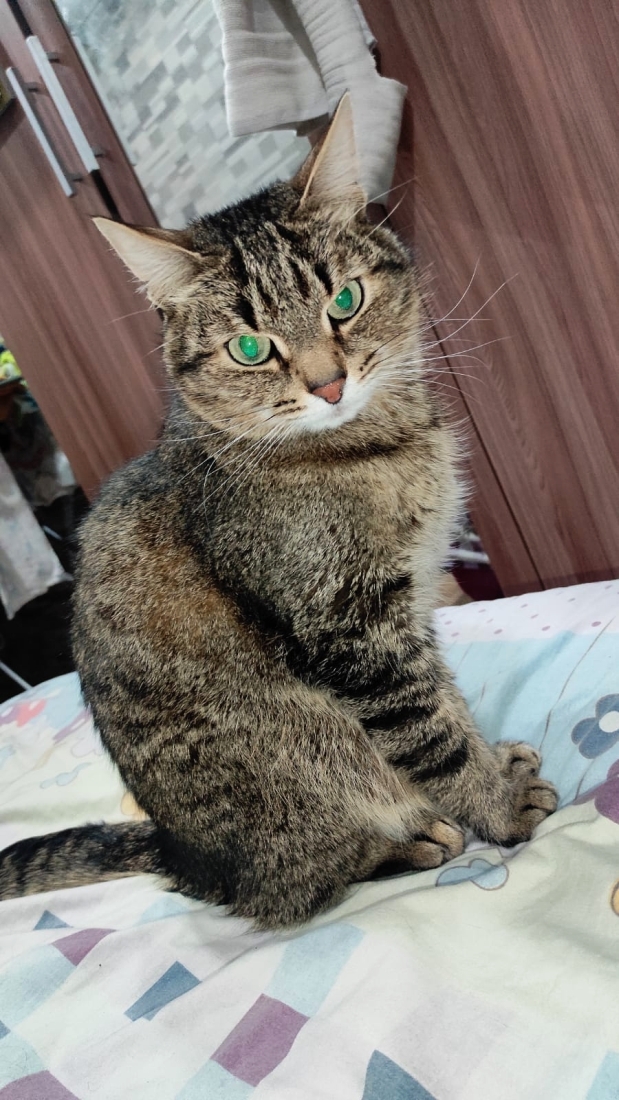 Котовторник 17.01.23