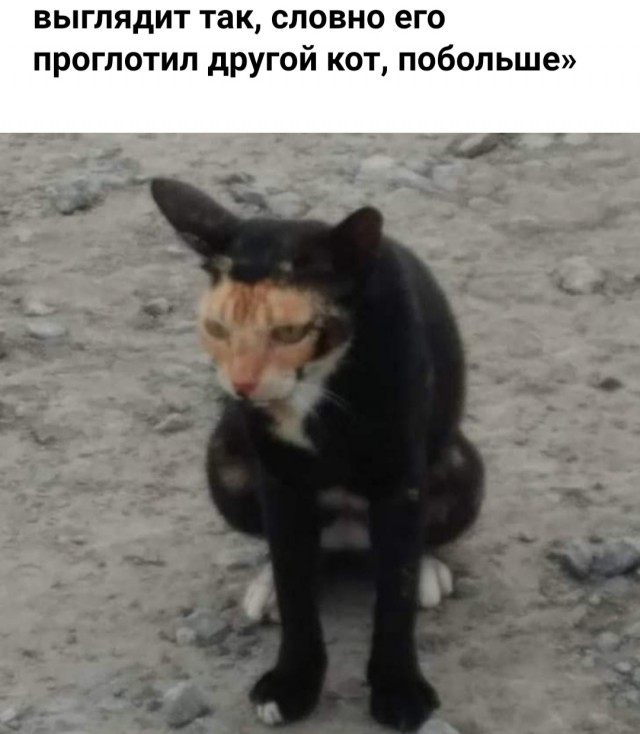 Весёлый полтишок 17.01.23