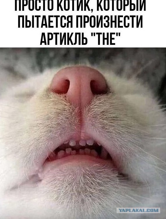 Котик фигни не скажет