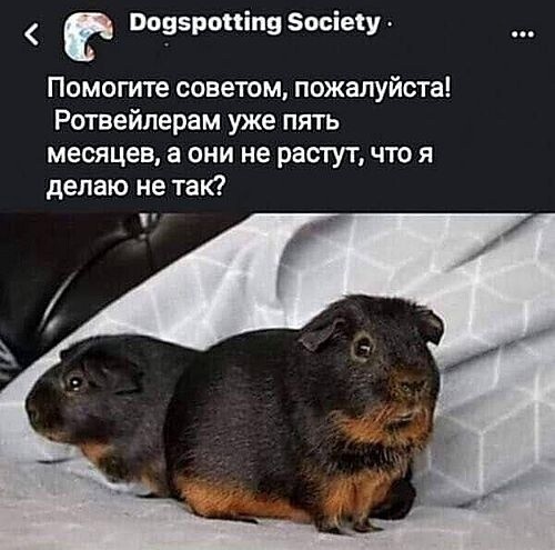 Юмор в картинках и без