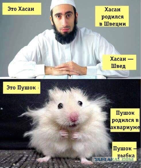 Магомед Нуров, Боец ММА ударил девушку в Тайланде