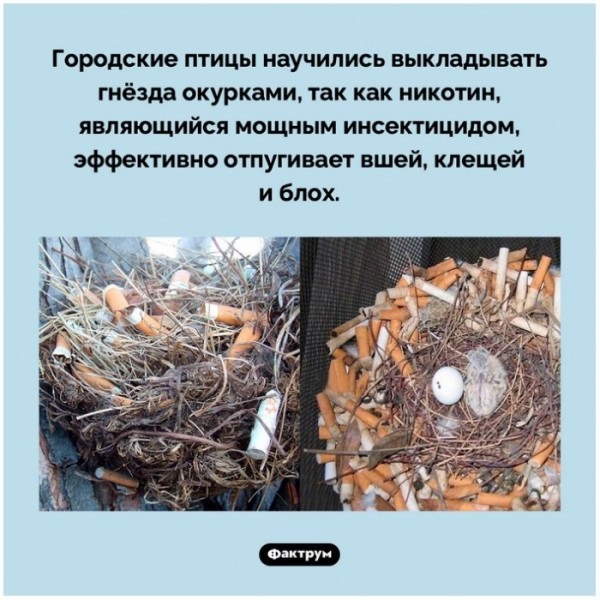 Тлидцать тли от 13 февлаля