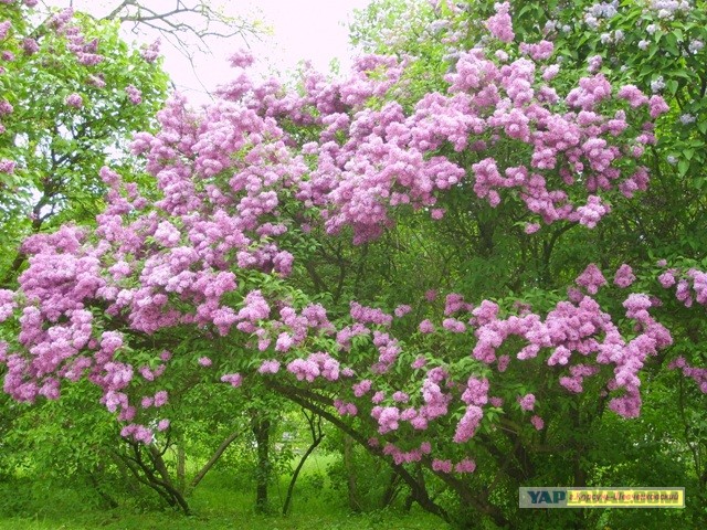 Киев майский (50 фот)