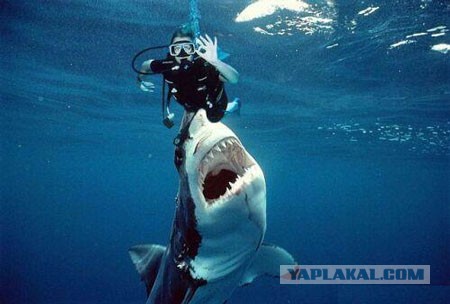 Ничего себе рыбалка ...