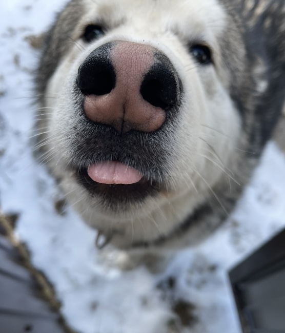 Литературная беседка v.1